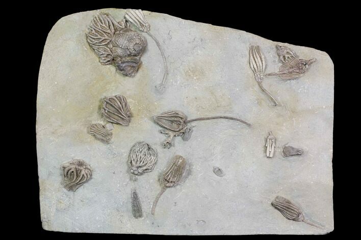 Spectacular, Crinoid Plate ( species) - Crawfordsville #92529